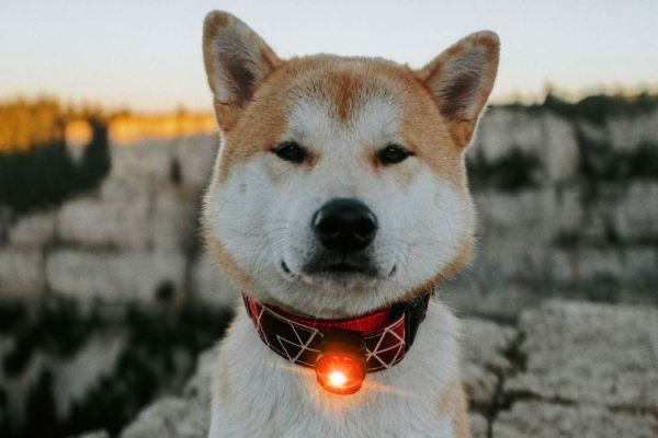 Orbiloc Dog Dual - The safety light - 5km Sichtbar!